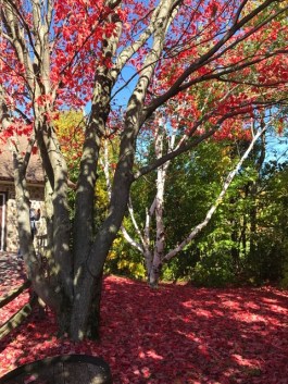 Image of fall foliage in Quebec