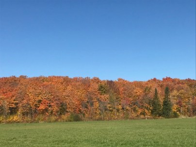 Image of fall foliage in Quebec