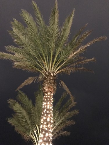 Palm Tree Decorated for Christmas