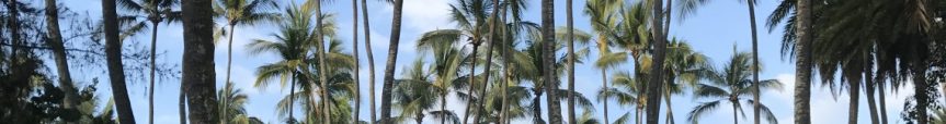 cropped-hawaii-palm-trees.jpg