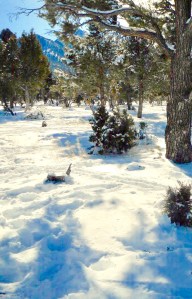 Image of Mt Charleston in the Snow