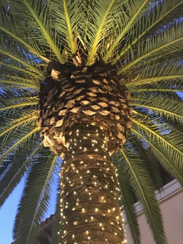 Image of a palm tree decorated for Christmas