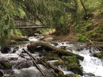 Image of Forest Floor in Anchorage