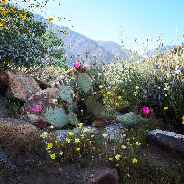 The California Super Bloom: A Love Story  Maureen's Suitcase