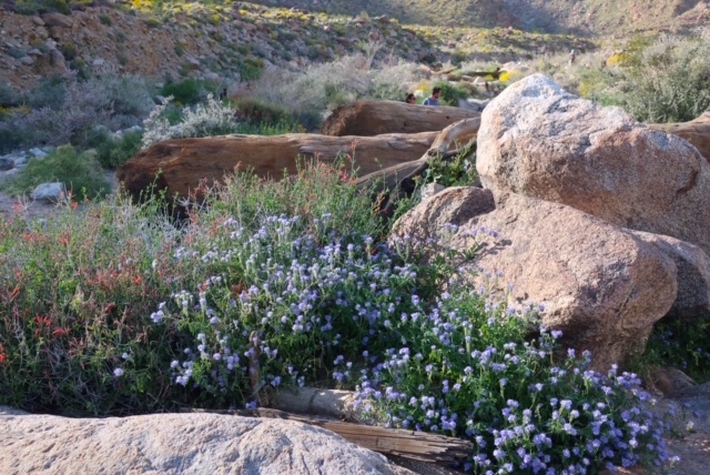 Image of desert flowers