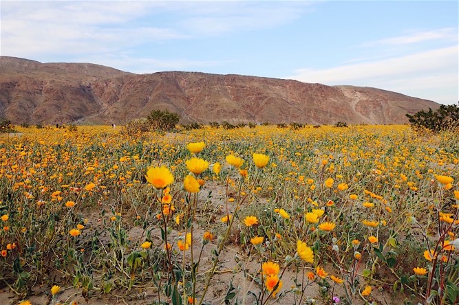 Image of desert flower field.