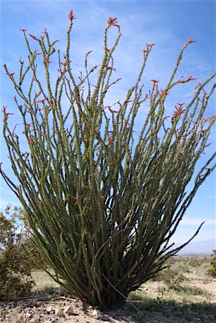 Image of an Ocotillo Cactus