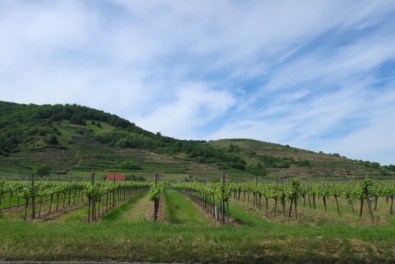 Image of the vineyards on the Danube Bike Path