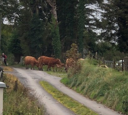 Image of cows crossing in front of a small road.