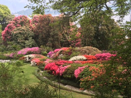 Image of flowers at the Villa Carlotta
