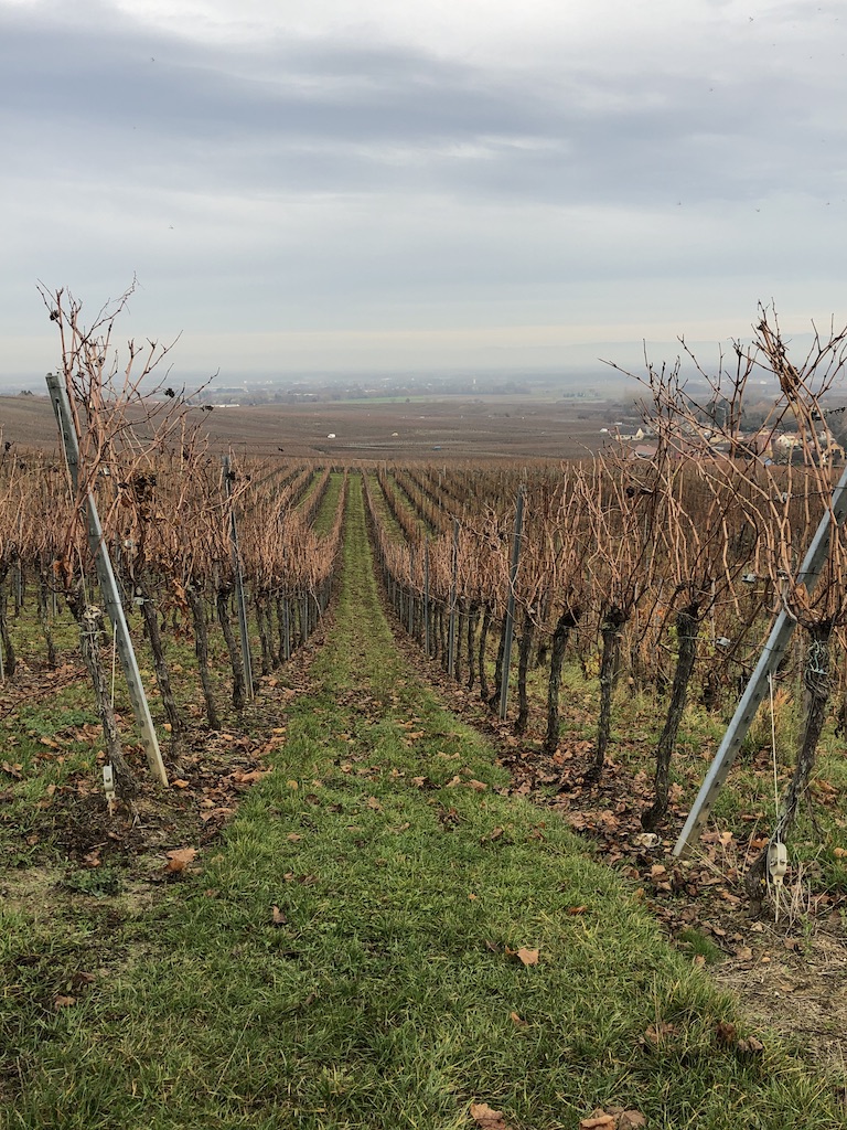 Image of vineyards near Riquewihr